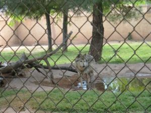 Understanding Complex Liability in Zoo Accidents Injuries
