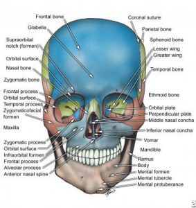 facial-trauma-injury-parts