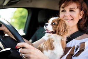 Understand How Driving with a Pet Increases Car Crashes